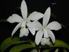 Cattleya violacea f. alba x sib ('OCN White' x 'Valter Rocha') (Ching Hua Orchids)
